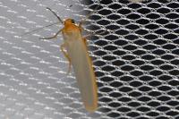 Manulea complana