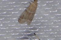 Ephestia woodiella/parasitella/elutella