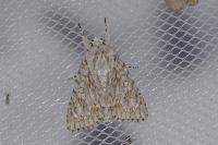 Acronicta aceris