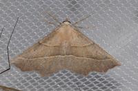 Gerinia honoraria