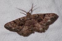 Peribatodes ilicaria ilicaria