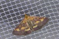 Pyrausta purpuralis
