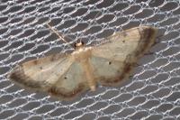Idaea politaria