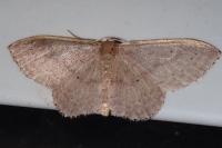Idaea distinctaria/eugeniata/predotaria