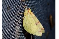 Opisthograptis luteolata