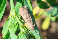Nomophila noctuella