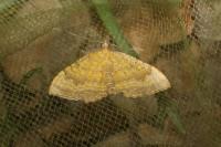 Camptogramma bilineata