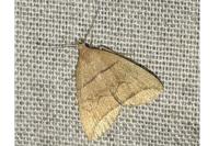 Herminia grisealis