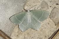 Jodis lactearia