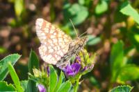 Chiasmia clathrata