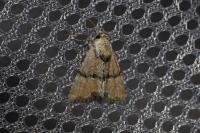 Mesoligia furuncula