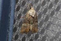 Mesoligia furuncula
