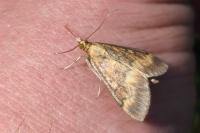 Ostrinia nubilalis