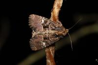 Mesapamea secalella/secalis