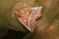 Scoliopteryx libatrix