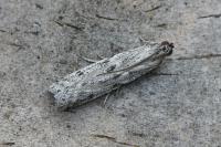 Phycitodes albatella