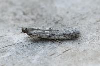 Phycitodes albatella
