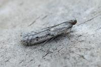 Phycitodes albatella