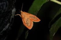 Miltochrista miniata