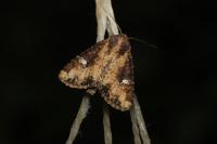 Mesapamea secalella/secalis