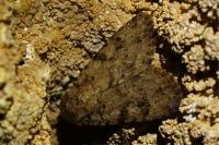Amphipyra effusa
