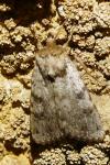 Amphipyra effusa
