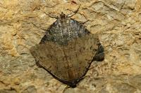 Triphosa tauteli