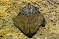 Triphosa tauteli