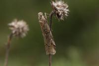 Pempelia palumbella