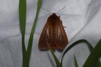 Phragmatobia fuliginosa