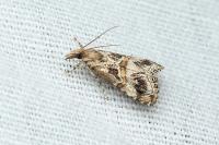 Euchromius cambridgei