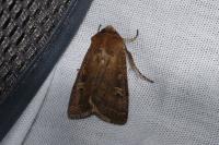Xestia xanthographa