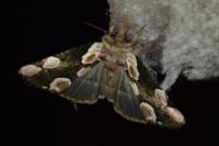 Thyatira batis