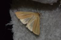 Mythimna pallens