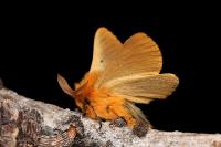 Lemonia taraxaci