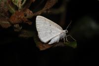 Cabera exanthemata