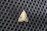 Rivula sericealis