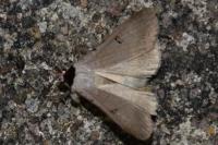 Lygephila craccae