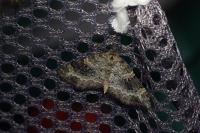 Pterapherapteryx sexalata