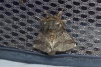 Thaumetopoea processionea