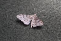 Gymnoscelis rufifasciata