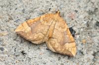 Eulithis populata
