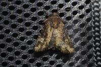 Mesapamea secalella/secalis