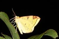 Opisthograptis luteolata