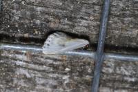 Cilix glaucata