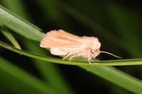 Denticucullus pygmina