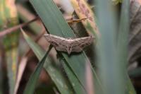 Idaea dimidiata