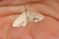 Idaea dimidiata