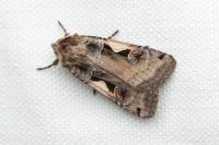Xestia c-nigrum