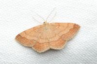 Scopula rubiginata